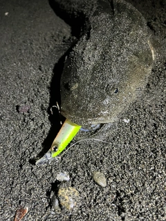 マゴチの釣果
