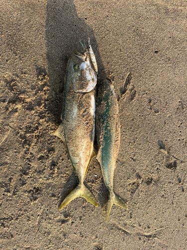 イナダの釣果