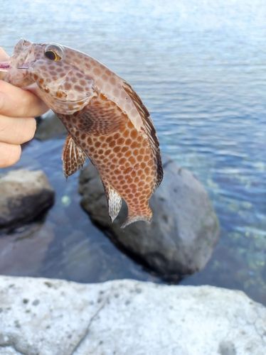 オオモンハタの釣果