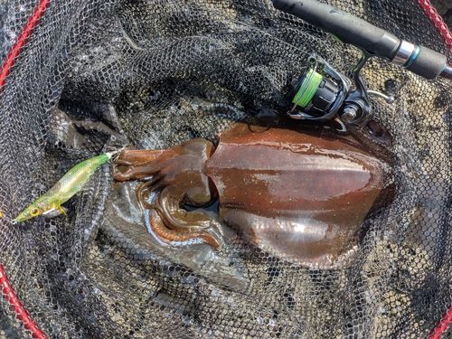 アオリイカの釣果