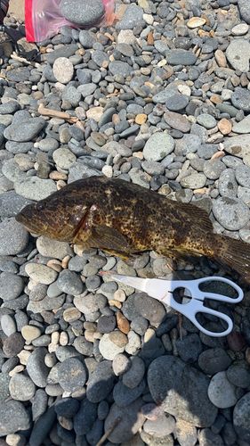 タケノコメバルの釣果