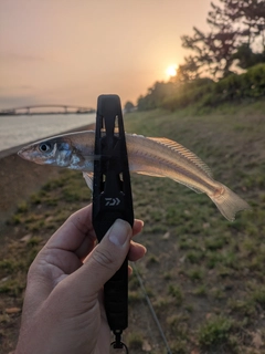 キスの釣果