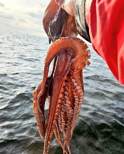 タコの釣果