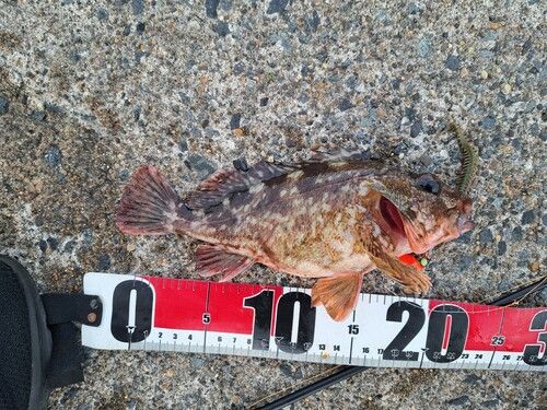 カサゴの釣果