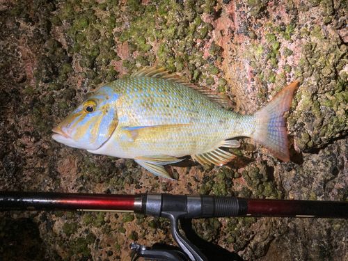 ハマフエフキの釣果