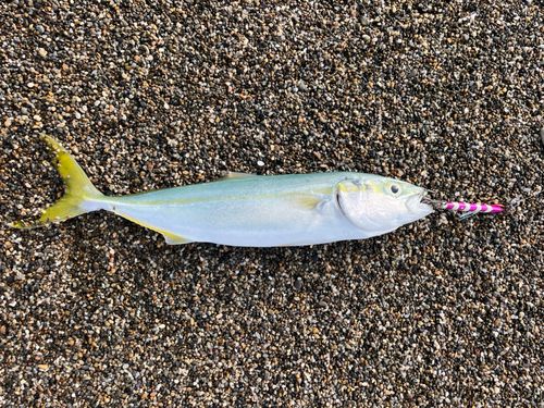 ワカシの釣果