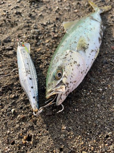ワカシの釣果