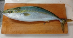 ヤズの釣果