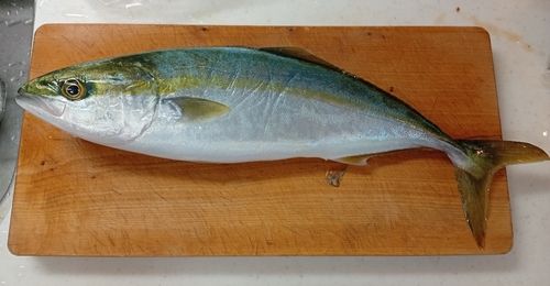 ヤズの釣果