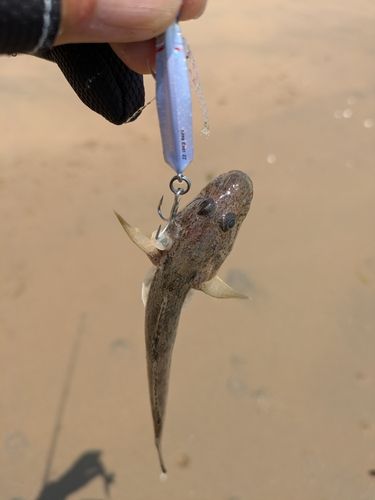 ハゼの釣果