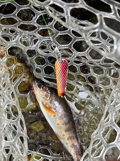 ヤマメの釣果