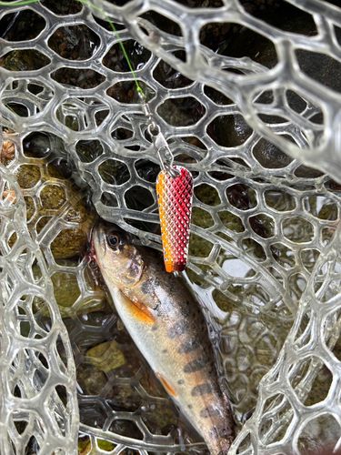 ヤマメの釣果