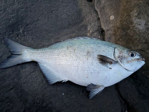 イスズミの釣果
