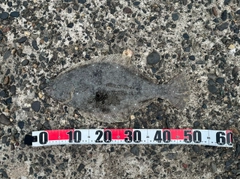ヒラメの釣果