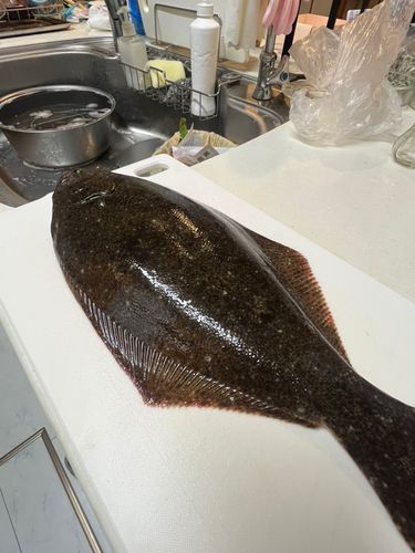 ヒラメの釣果