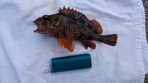 カサゴの釣果