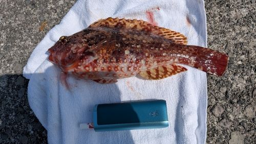 ブダイの釣果