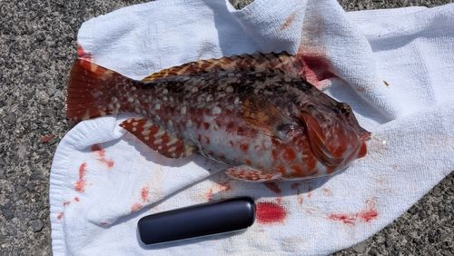 ブダイの釣果