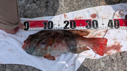 ブダイの釣果