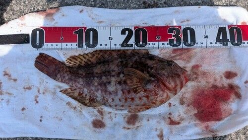 ブダイの釣果