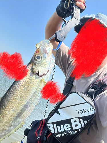 ターポンの釣果