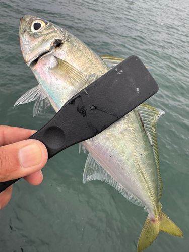 マルアジの釣果