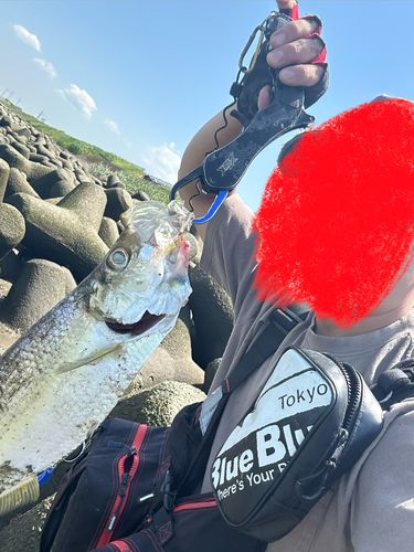 ターポンの釣果