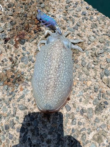 シリヤケイカの釣果