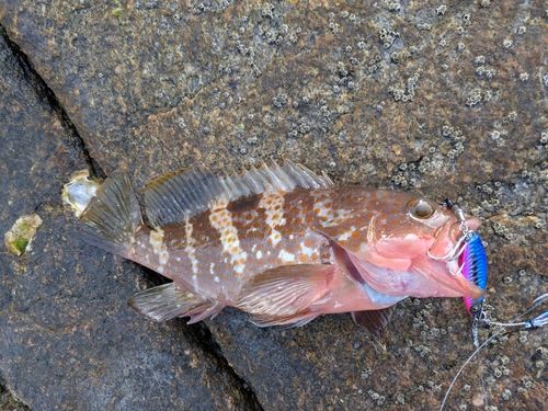 アコウの釣果