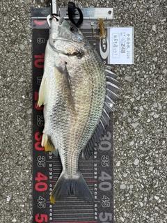 チヌの釣果