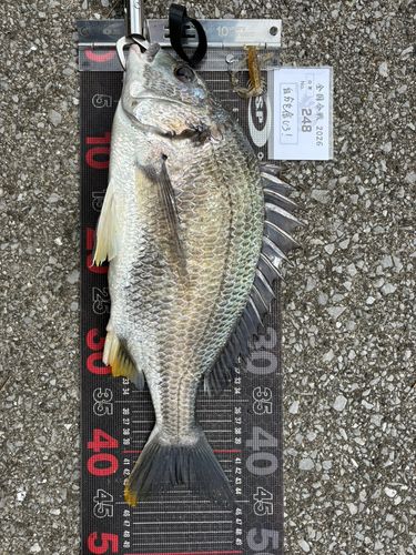 チヌの釣果