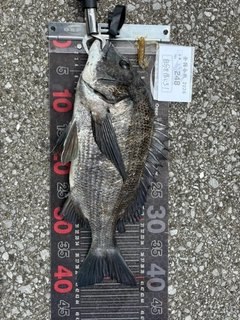 チヌの釣果