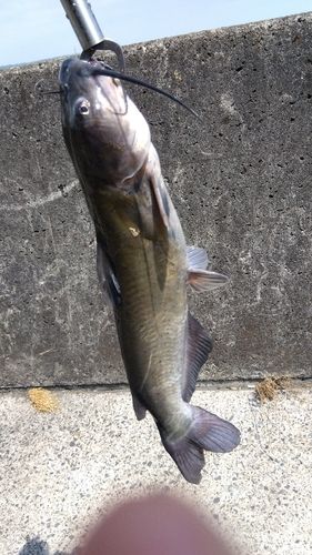アメリカナマズの釣果