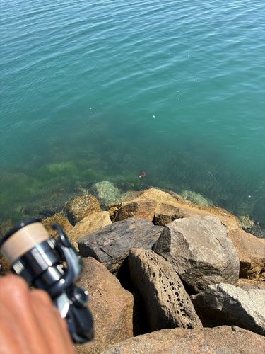 モンゴウイカの釣果