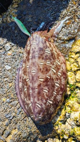 モンゴウイカの釣果