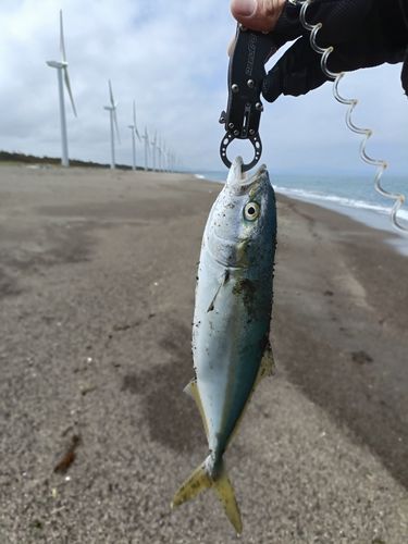 ワカシの釣果