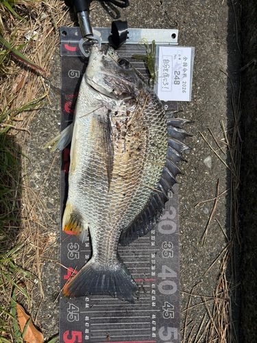 チヌの釣果