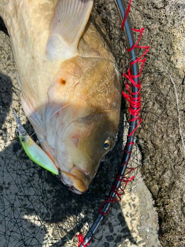 コイの釣果