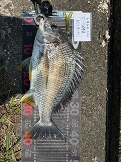 チヌの釣果