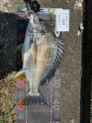 チヌの釣果