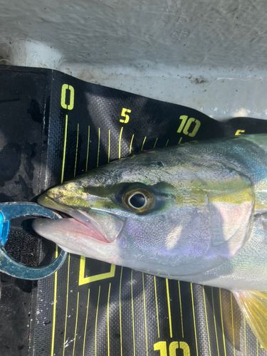 イナダの釣果