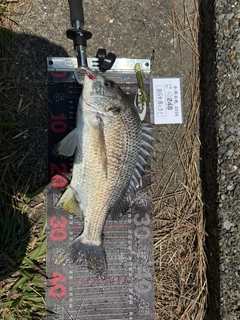 チヌの釣果