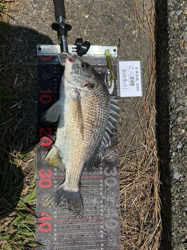 チヌの釣果