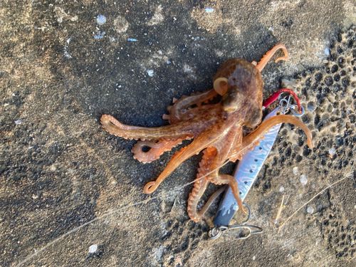 タコの釣果