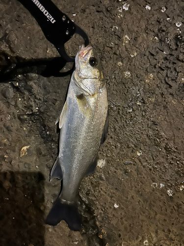 スズキの釣果