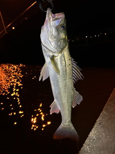 スズキの釣果