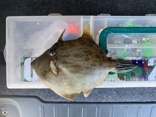 カワハギの釣果
