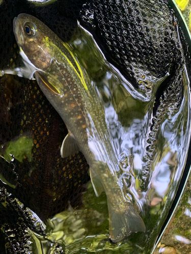 ニッコウイワナの釣果