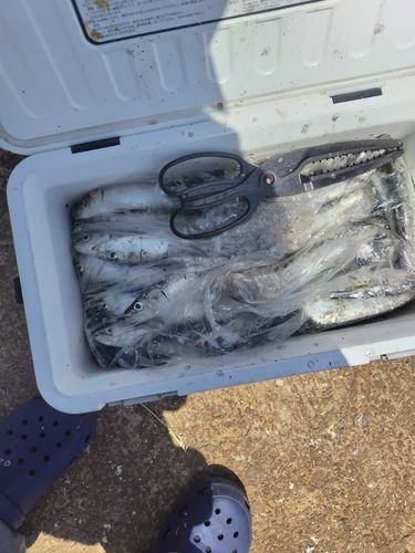イワシの釣果