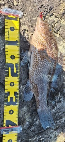 オオモンハタの釣果